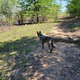 Illustration for article titled Toby exploring Denton, TX